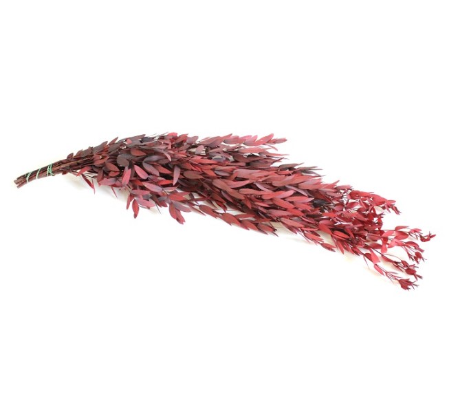 eukalyptus parviflora red